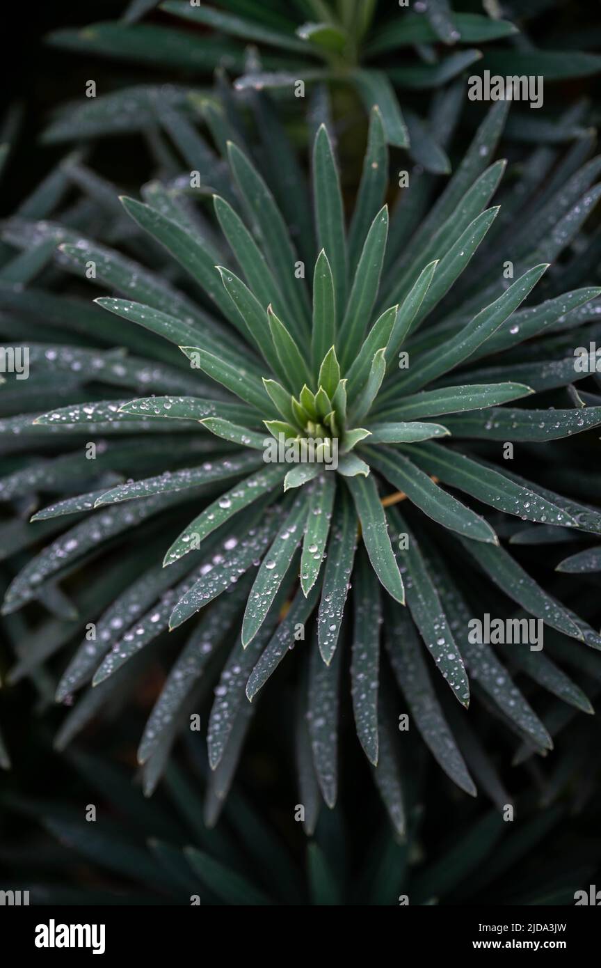 Pflanzen mit Wassertropfen Stockfoto