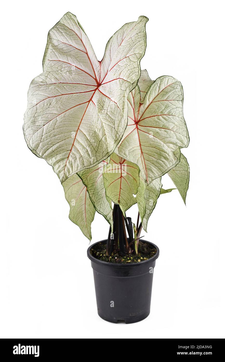 Exotische „Caladium White Queen“-Pflanze mit weißen Blättern und rosa Adern in schwarzem Blumentopf auf dem Balkon Stockfoto