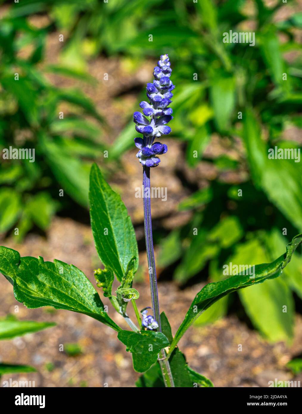 Salvia farinacea Blumendetail (Medizinische und aromatische Pflanze) Stockfoto