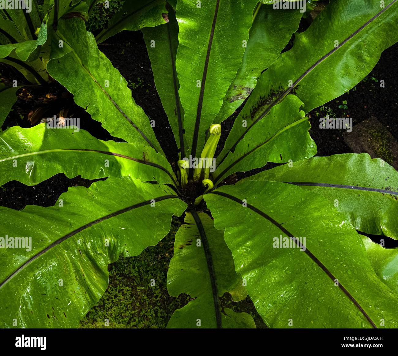 Asplenium nidus, Vogelnest Farnzentrum‘nassen Blättern Stockfoto