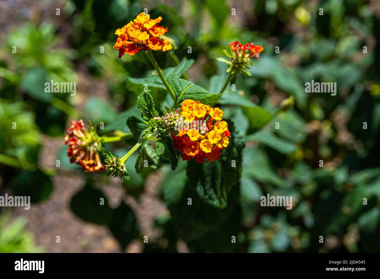 Schöne gelb orange lantana Kamera oder Spanische Flagge Blumen Stockfoto