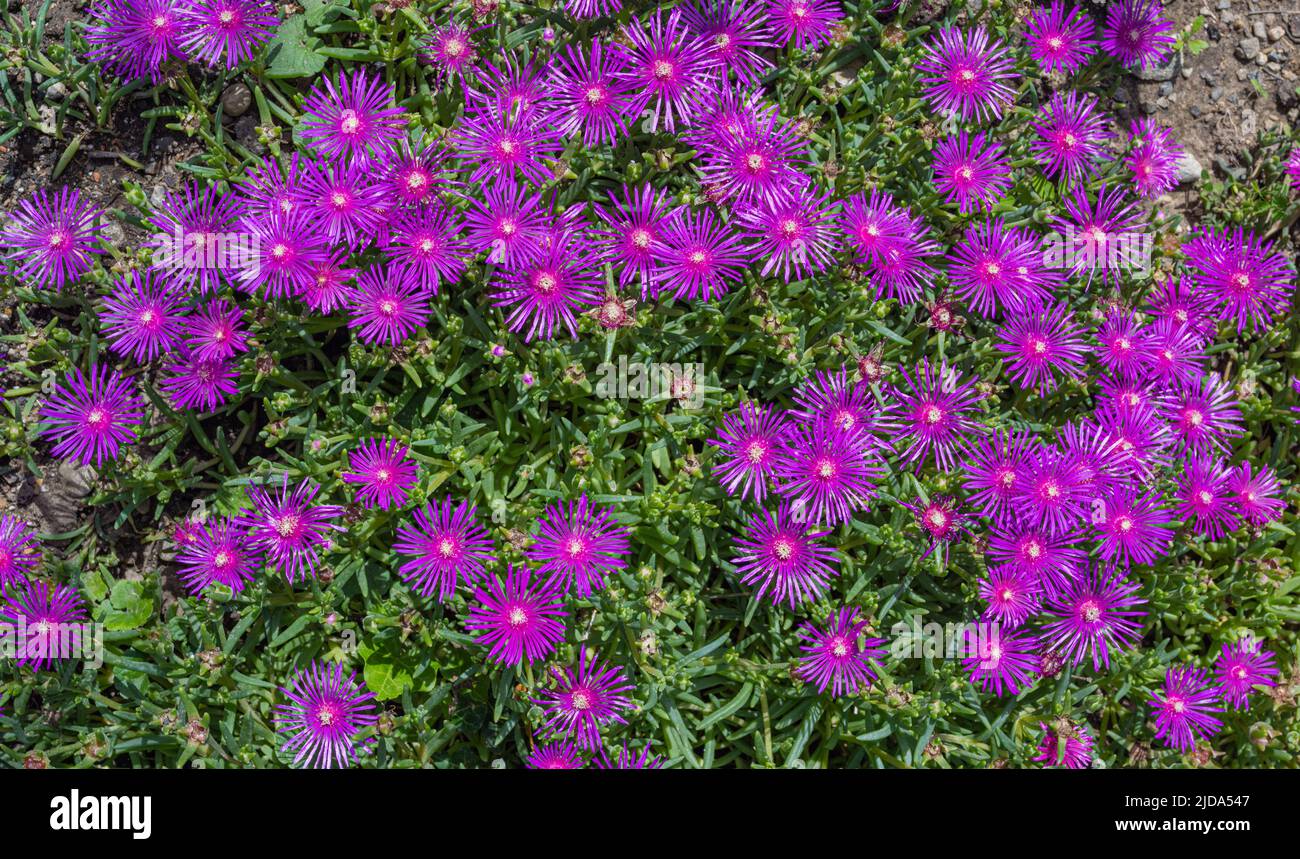 Blüten der Eispflanze rosa Blüten (lateinischer Name - Delosperma cooperi) Stockfoto
