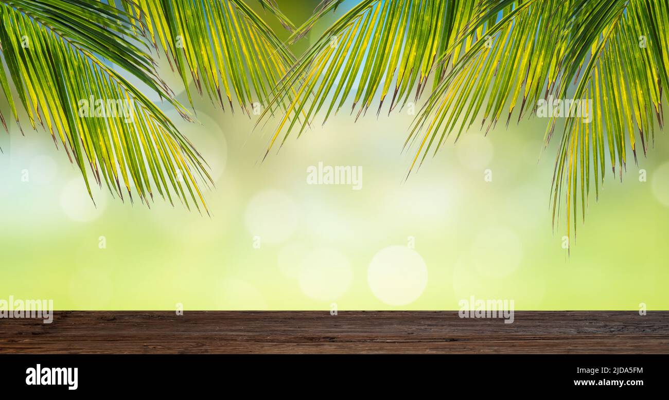 Grüner tropischer Hintergrund mit Palmenzweigen. Modell für Produktpräsentation und Werbung. Stockfoto