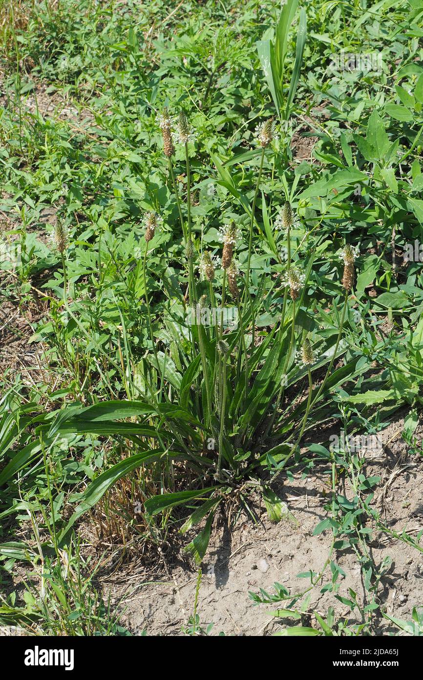 Spitzwegerich, Wegerich lancéolé, Plantago lanceolata, lándzsás útifű, Budapest, Ungarn, Magyarország, Europa Stockfoto