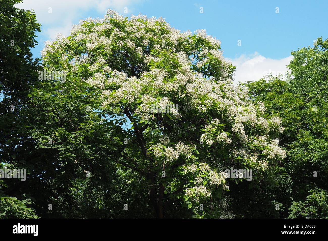 Südlicher Catalpa, Zigarrenkranz und Indischer Bohnenbaum, gewöhnlicher Trompetenbaum, Catalpa bignonioides, szívlevelű szivarfa, Budapest, Ungarn, Europa Stockfoto