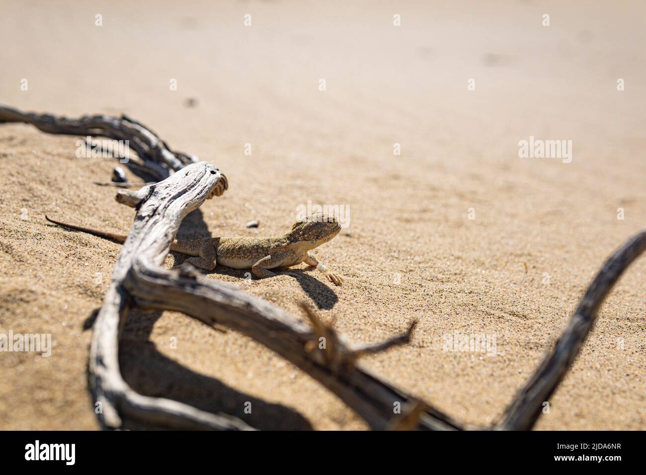 Wüsteneidechse Krötenkopf-Drache versteckt sich unter einem Haken Stockfoto