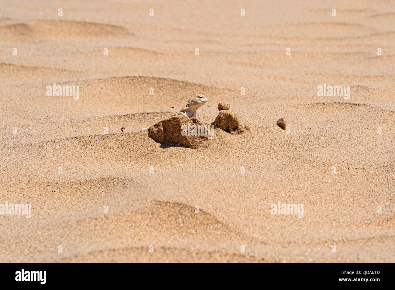 Die Wüsteneidechse Krötenkopf-Agama ragt hinter einer Düne zwischen dem Sand hervor Stockfoto