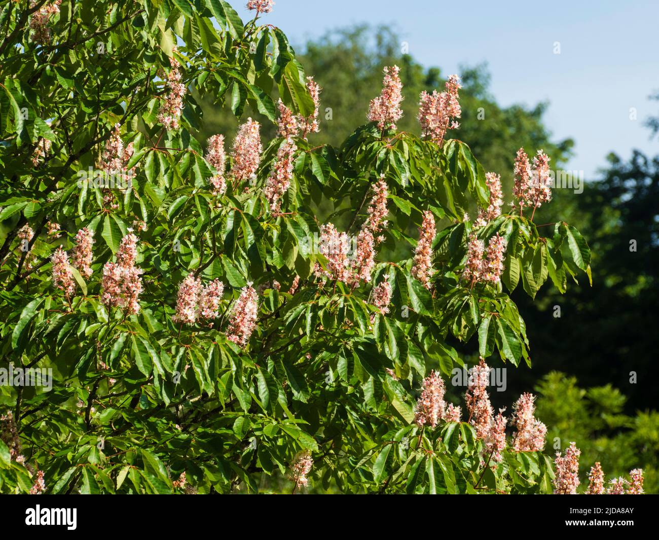 Aufrechte Rispen des im Frühsommer blühenden indischen Rosskastanienbaums, Aesculus indica 'Sidney Pearce' Stockfoto