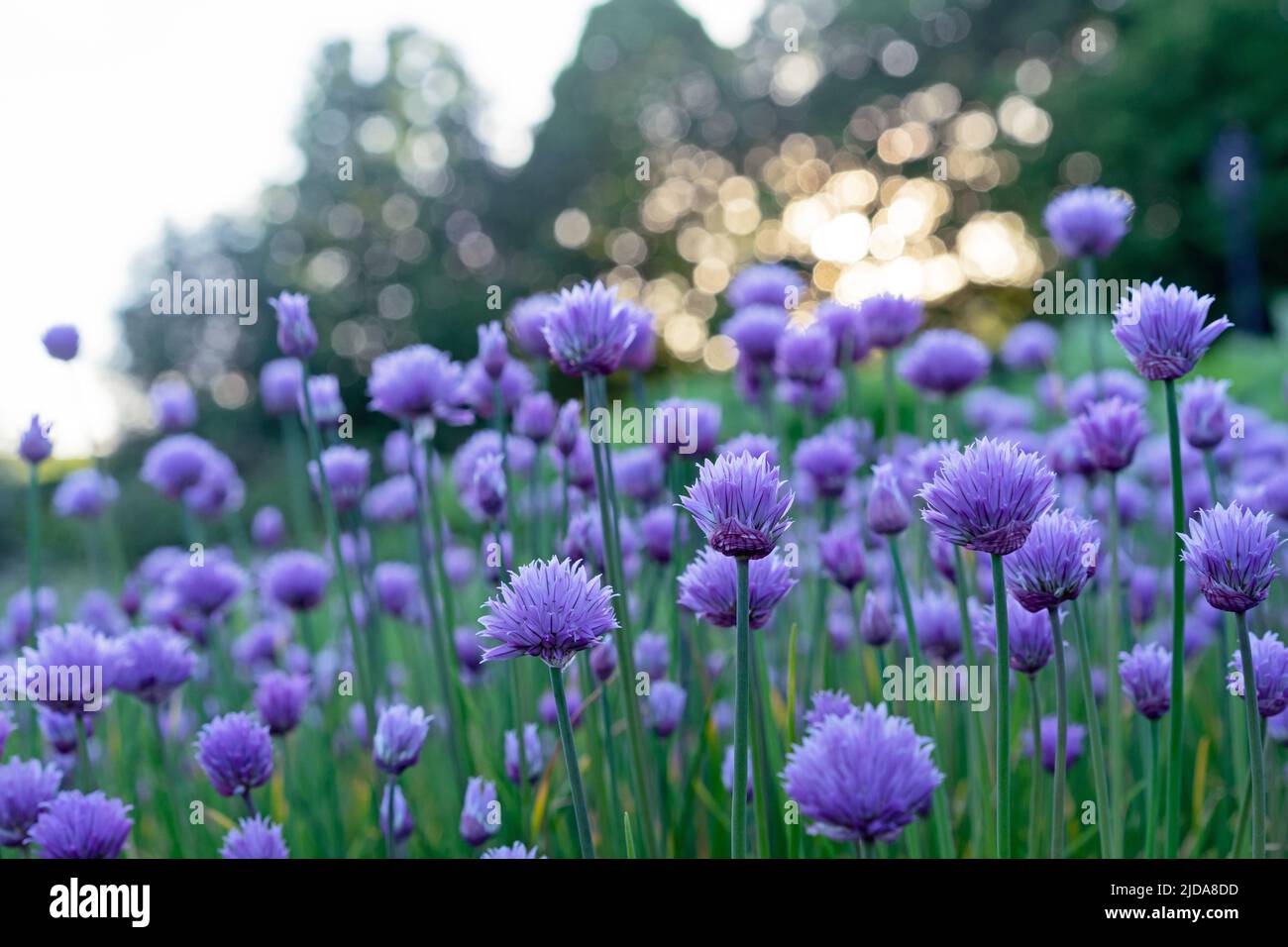 Lila Schnittlauch blüht im Sommergarten. Schnittlauch, Schnittlauch, Schnittlauch, Schnittlauch, Schnittlauch, Schnittlauch. Stockfoto