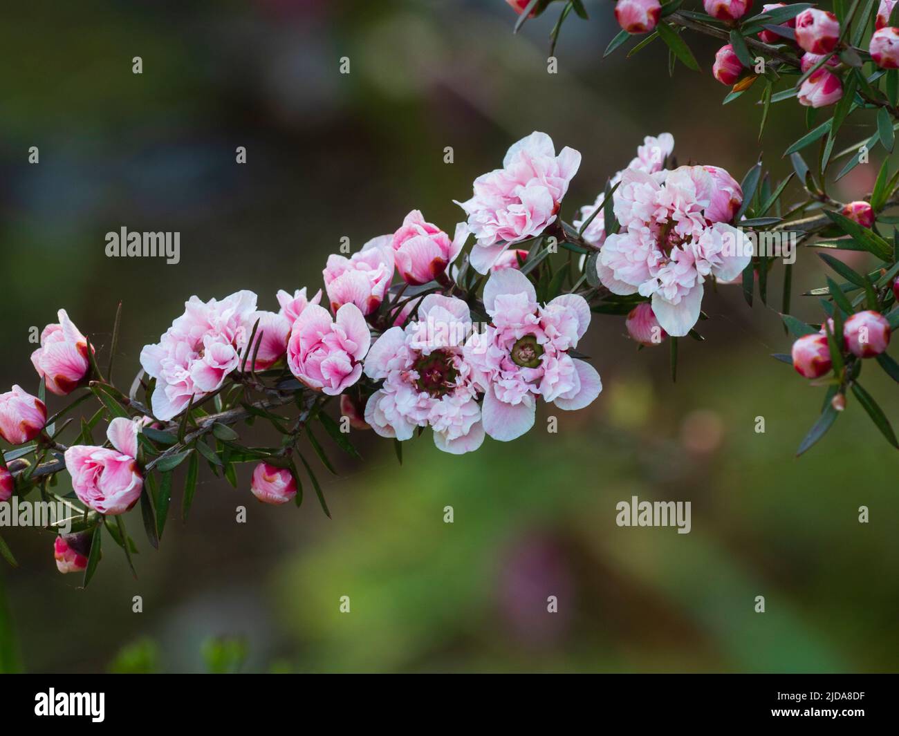 Filigrane blassrosa Doppelblüten der neuseeländischen Manuka oder des Teebaums, Leptospermum Scoparium Apple 'Blossom' Stockfoto