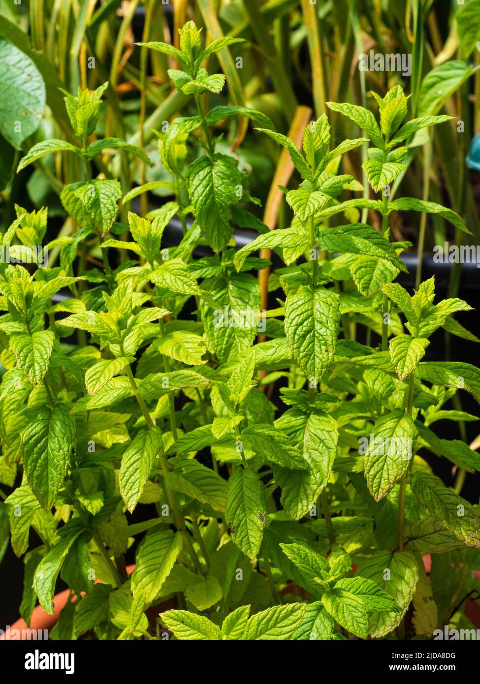 Container angebaut Garten Minze, Mentha spicata, in einem kleinen Küchengarten Stockfoto