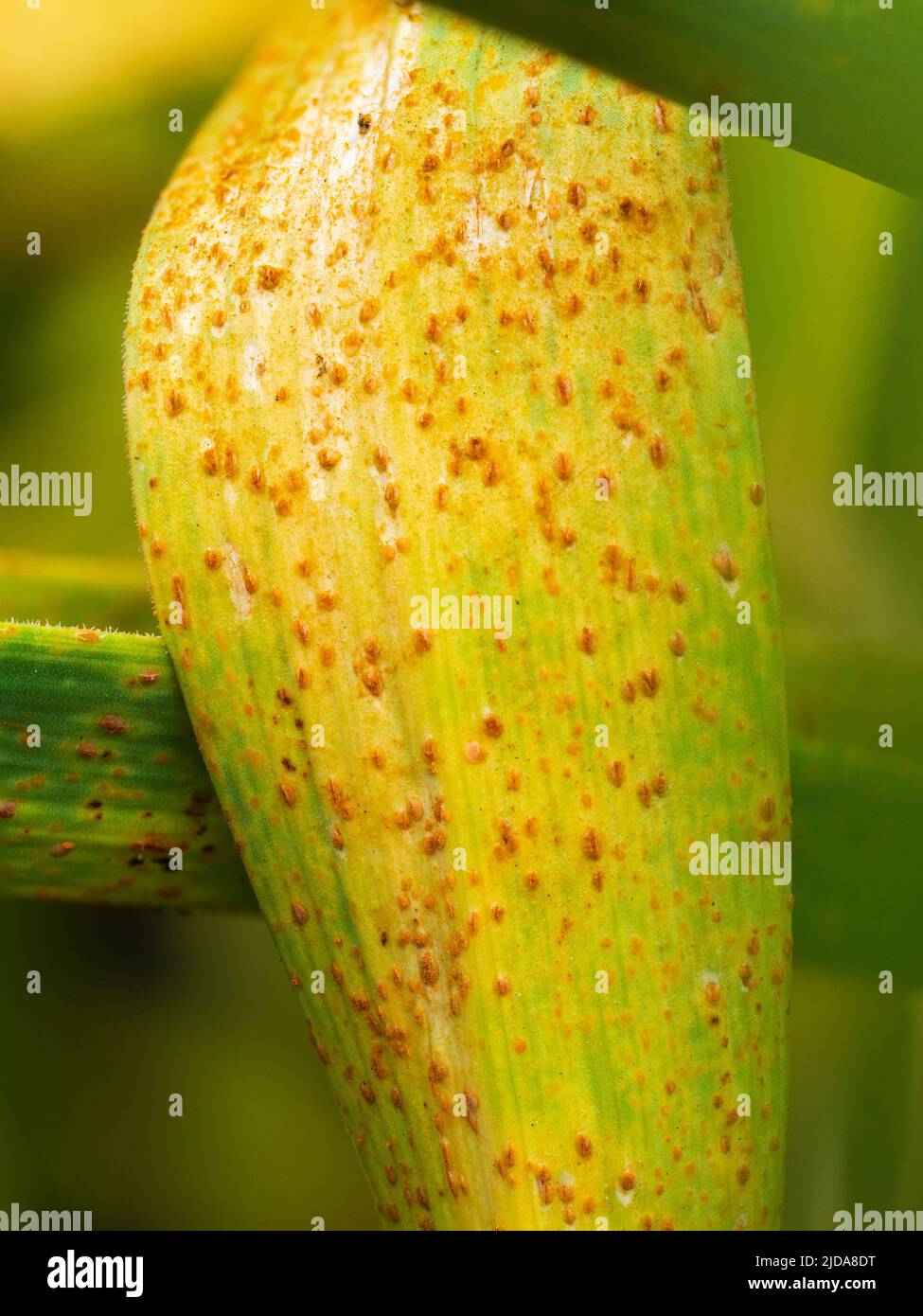 Pusteln und orangefarbene Sporen aus Alliumrost, Puccinia porri (P. allii) auf den Blättern des Knoblauchs „Edenrose“ Stockfoto