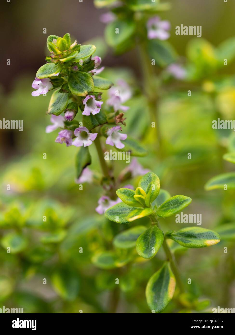 Grüne und gelbe Variegation und rosa Sommerblüten des winterharten kulinarischen Krauts Thymus x citriodorus 'Variegata', Zitronenthymian Stockfoto