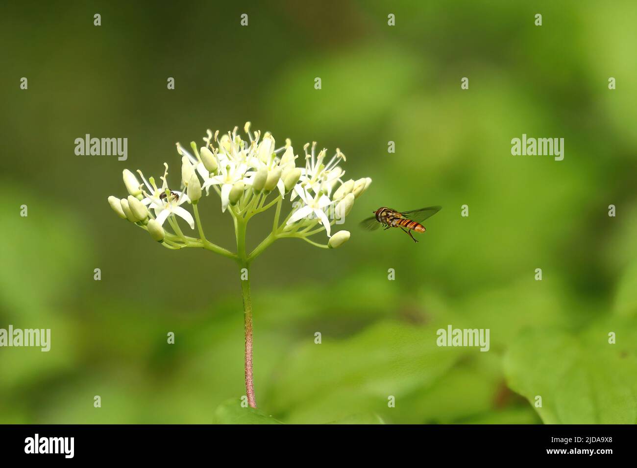 Schwebfliege fliegt zu einem blühenden Hundehölz Stockfoto