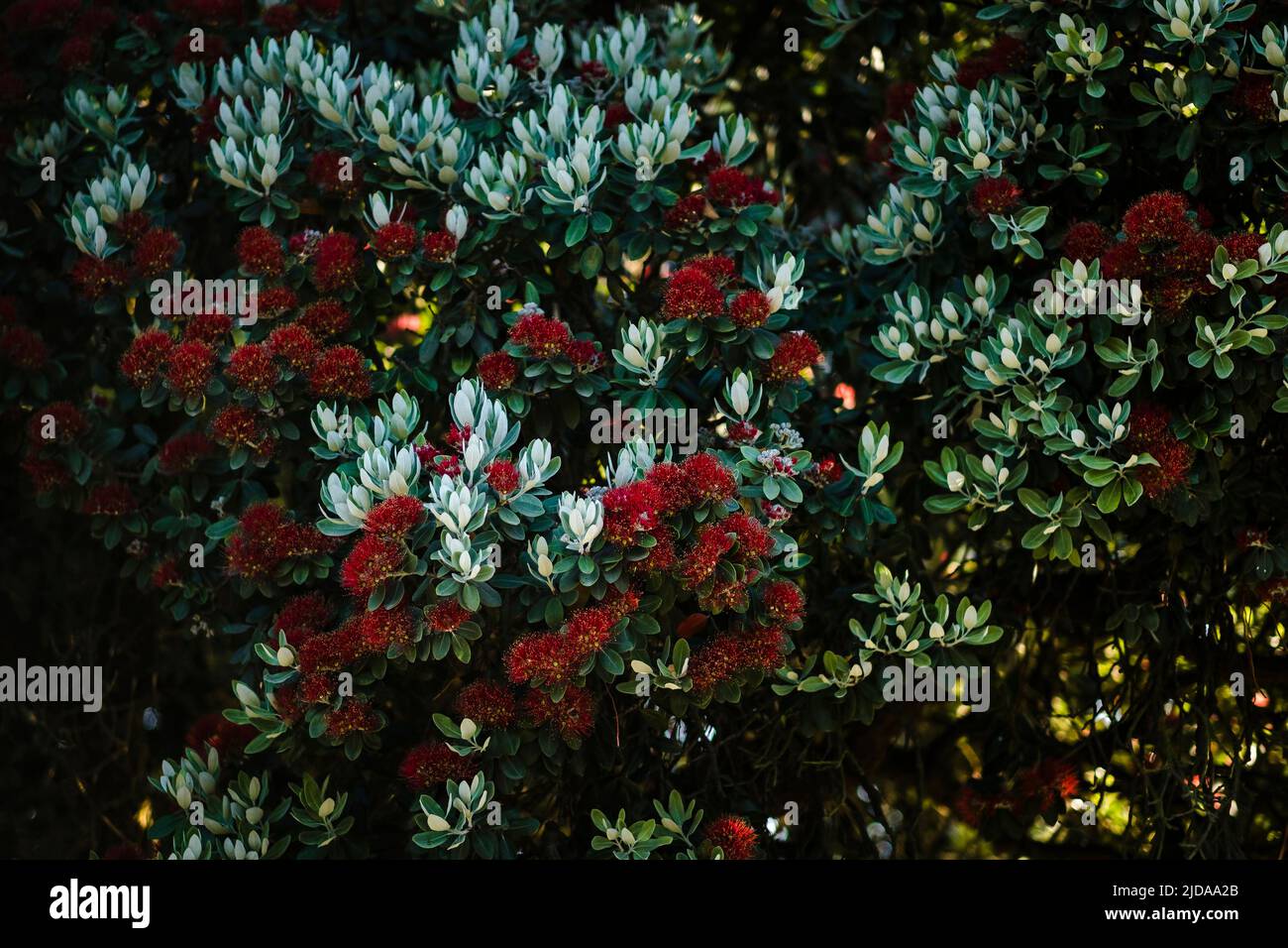 Der Baum Metrosideros excelsa, während der Blütezeit allgemein als Pohutukawa bekannt. Stockfoto