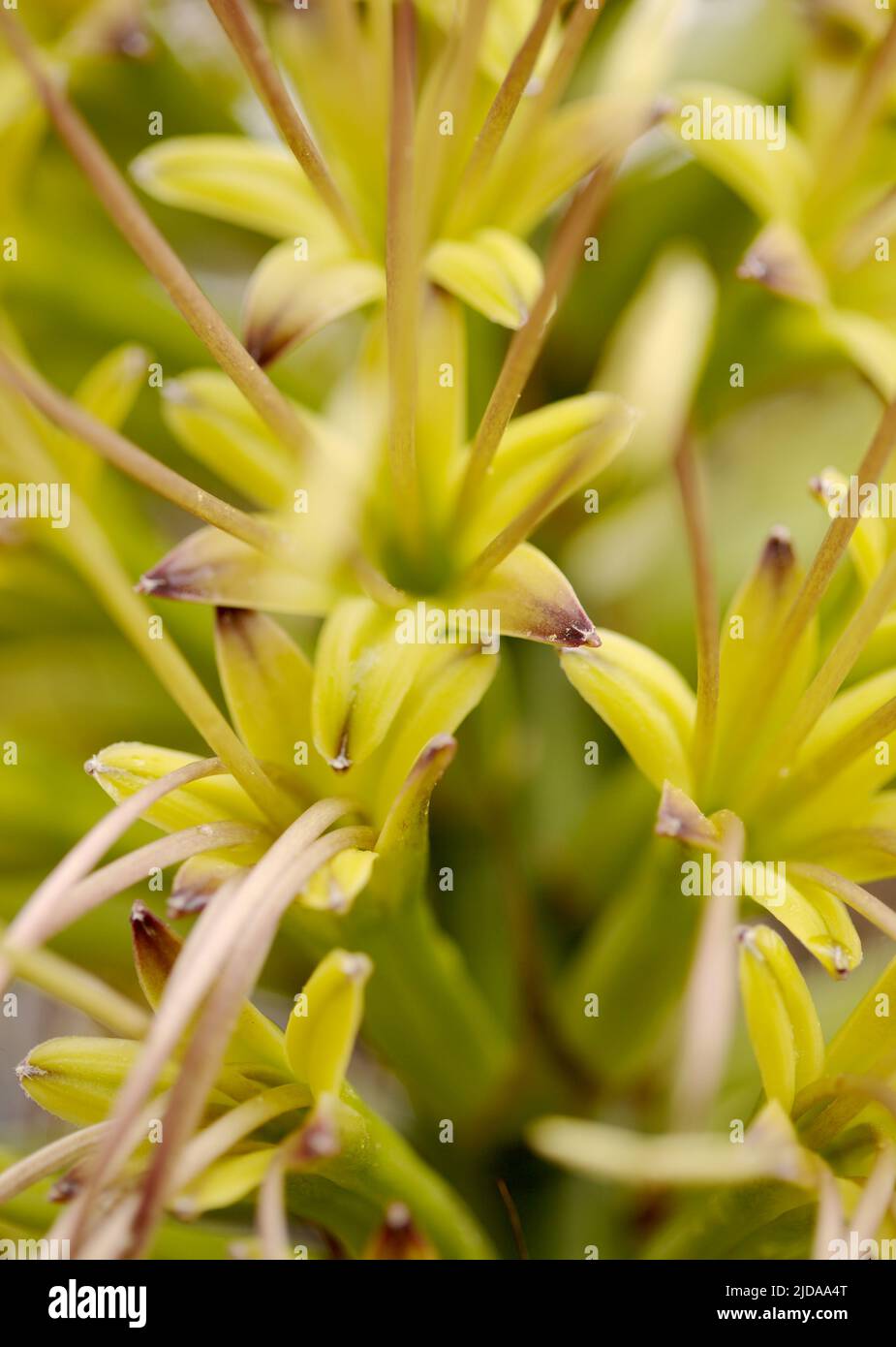 Nahaufnahme von grünen Blüten der Agave attenuata, Fuchsenschwanz-Agave, natürlicher Makro-floraler Hintergrund Stockfoto