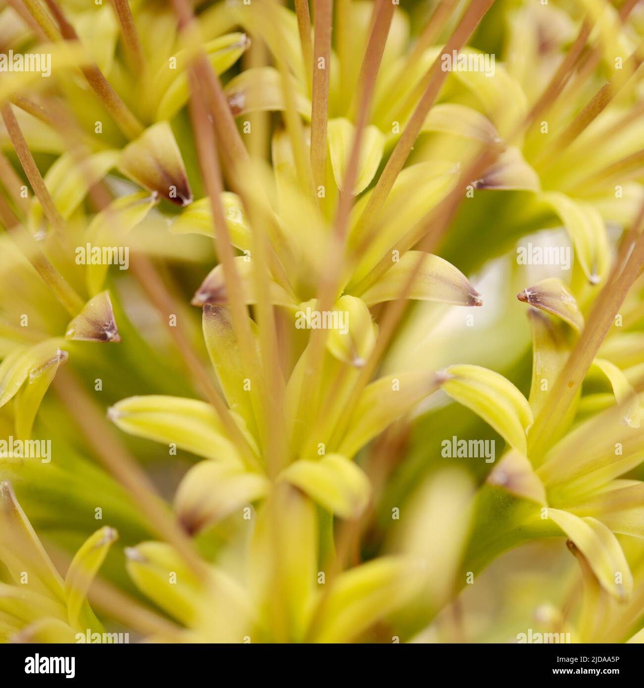 Nahaufnahme von grünen Blüten der Agave attenuata, Fuchsenschwanz-Agave, natürlicher Makro-floraler Hintergrund Stockfoto