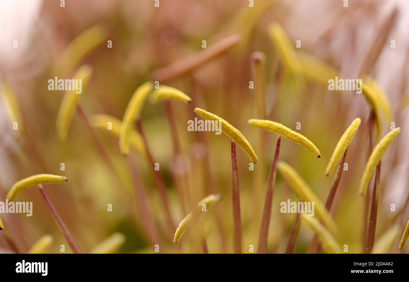 Nahaufnahme von grünen Blüten der Agave attenuata, Fuchsenschwanz-Agave, natürlicher Makro-floraler Hintergrund Stockfoto