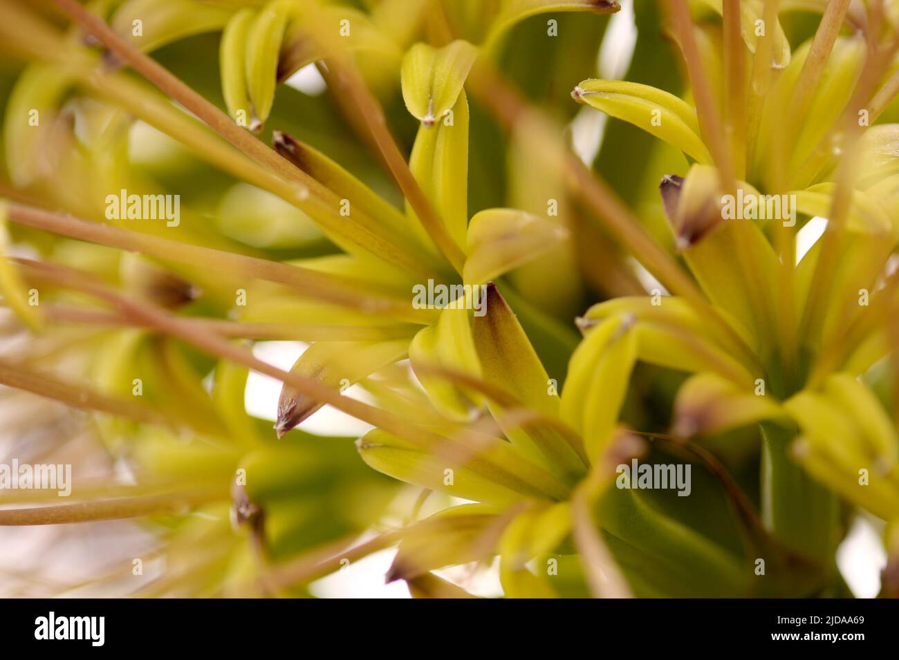 Nahaufnahme von grünen Blüten der Agave attenuata, Fuchsenschwanz-Agave, natürlicher Makro-floraler Hintergrund Stockfoto