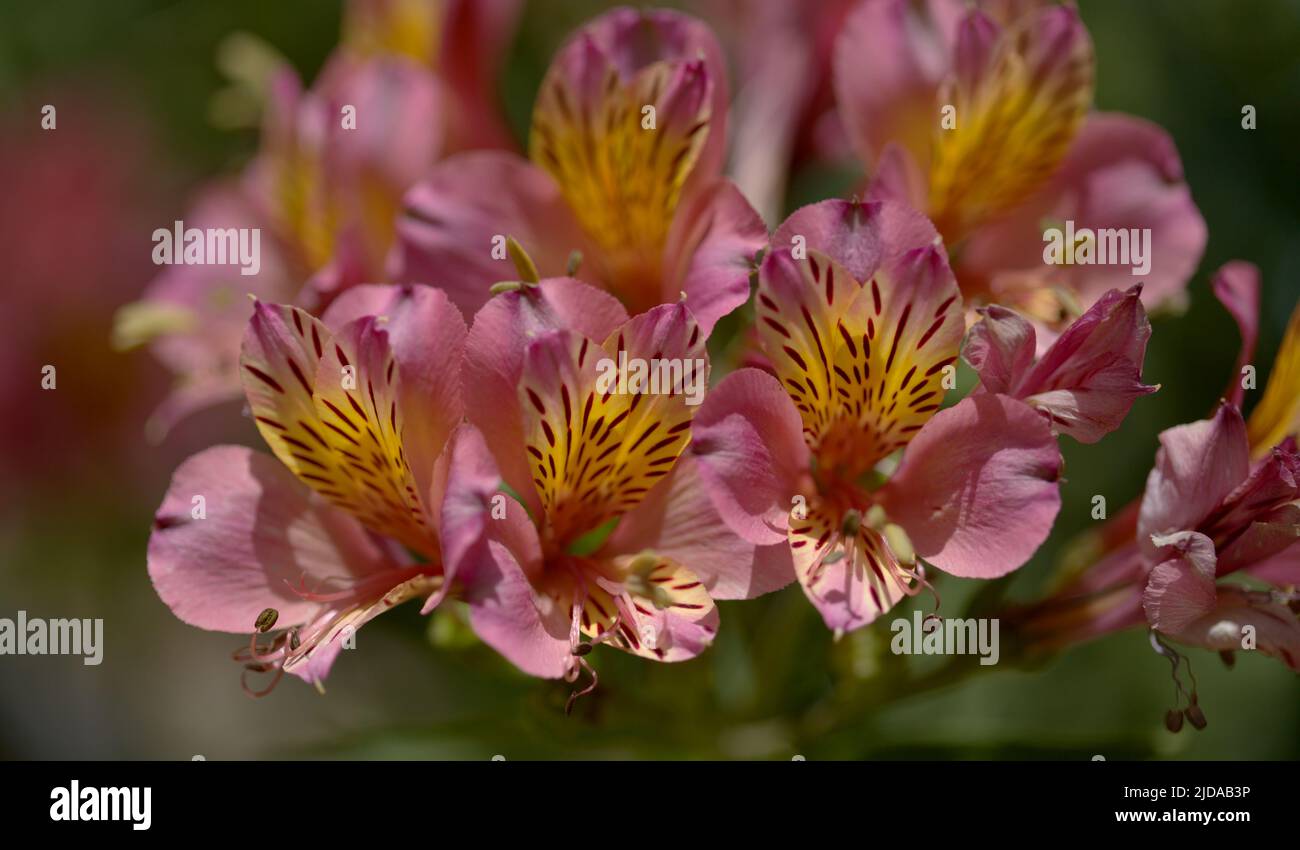 Blumen von Alstroemeria, peruanische Lilie, natürlicher Makro-floraler Hintergrund Stockfoto