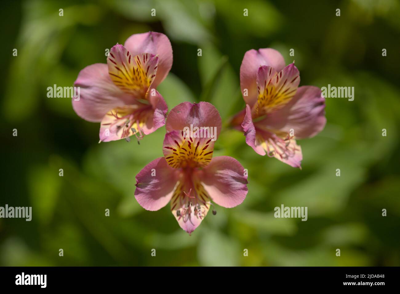 Blumen von Alstroemeria, peruanische Lilie, natürlicher Makro-floraler Hintergrund Stockfoto