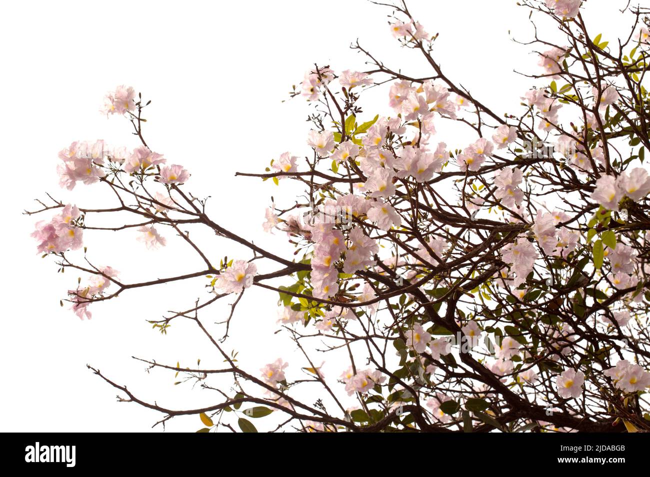 Tabebuia heterophylla, rosa Trompetenbaum, blühende Zweige isoliert auf weißem Hintergrund Stockfoto