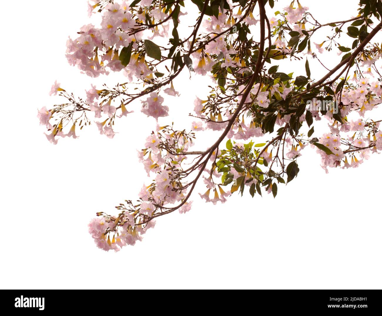 Tabebuia heterophylla, rosa Trompetenbaum, blühende Zweige isoliert auf weißem Hintergrund Stockfoto