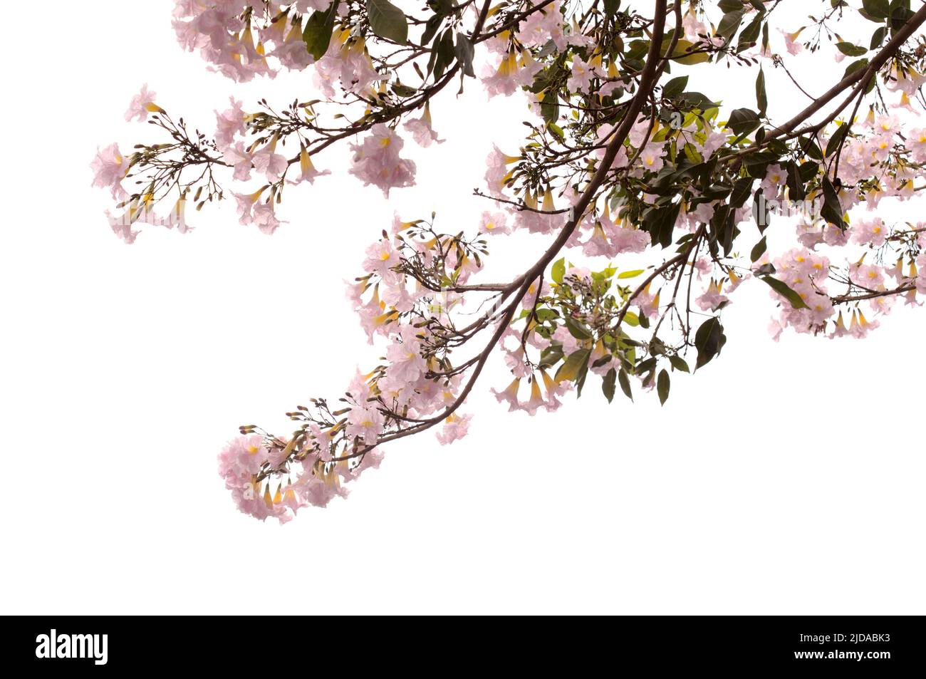 Tabebuia heterophylla, rosa Trompetenbaum, blühende Zweige isoliert auf weißem Hintergrund Stockfoto