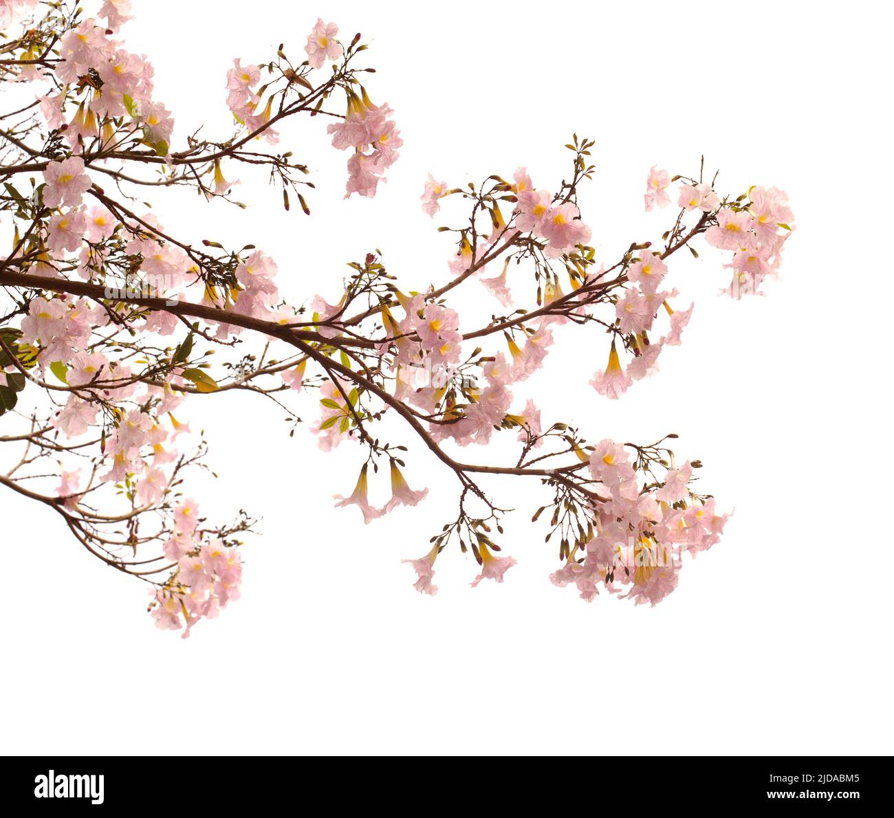 Tabebuia heterophylla, rosa Trompetenbaum, blühende Zweige isoliert auf weißem Hintergrund Stockfoto