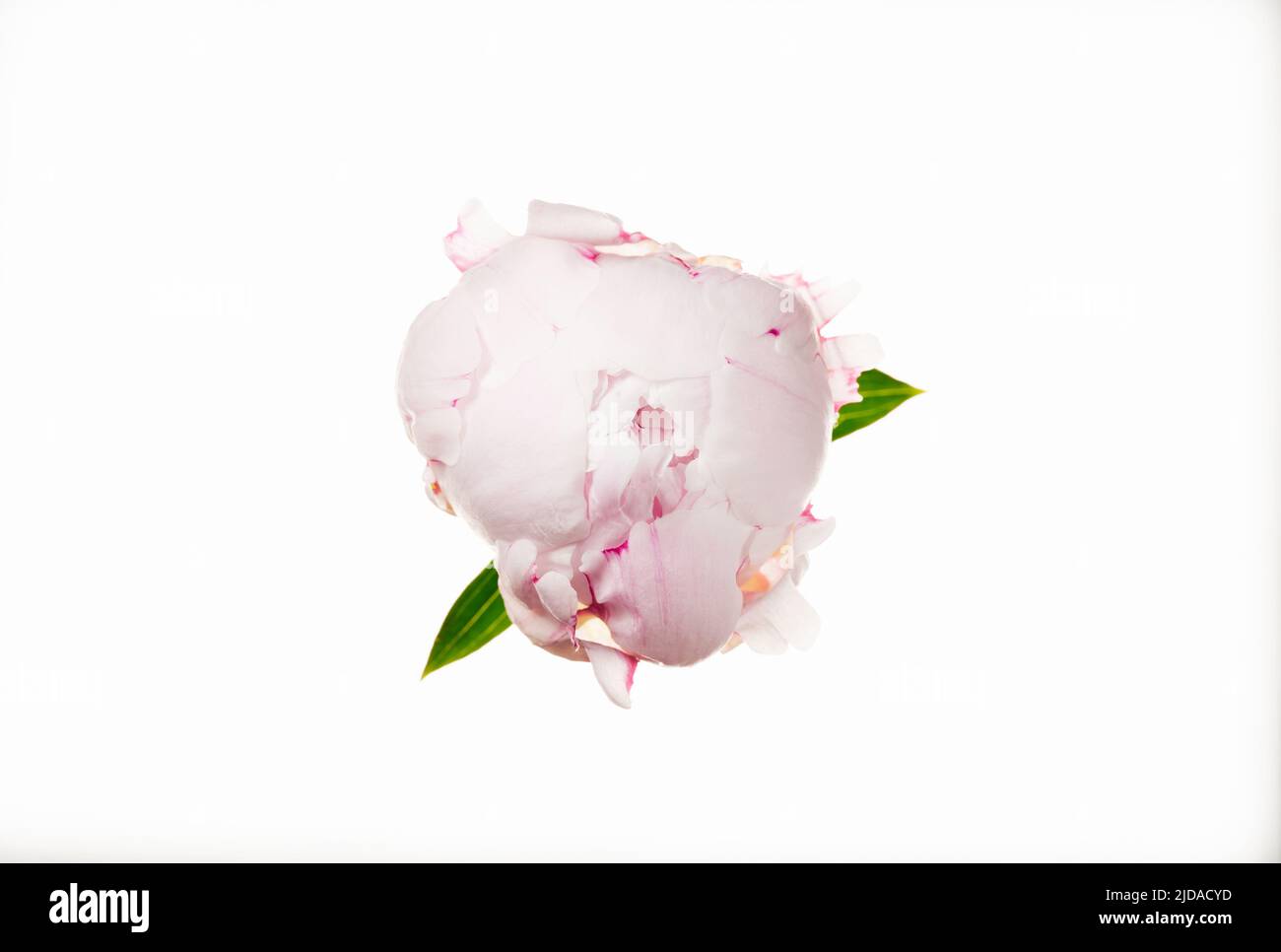 Schöne pastellrosa Pfingstrose isoliert auf weiß. Draufsicht. Urlaub, Hochzeit, Liebe, Geburtstagsdesign. Natürlicher floraler Hintergrund Stockfoto