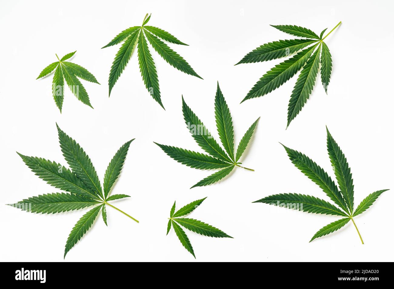 Draufsicht auf grüne Hanfblätter auf weißem Hintergrund. Medizinische und Freizeitnutzung von Marihuana Stockfoto