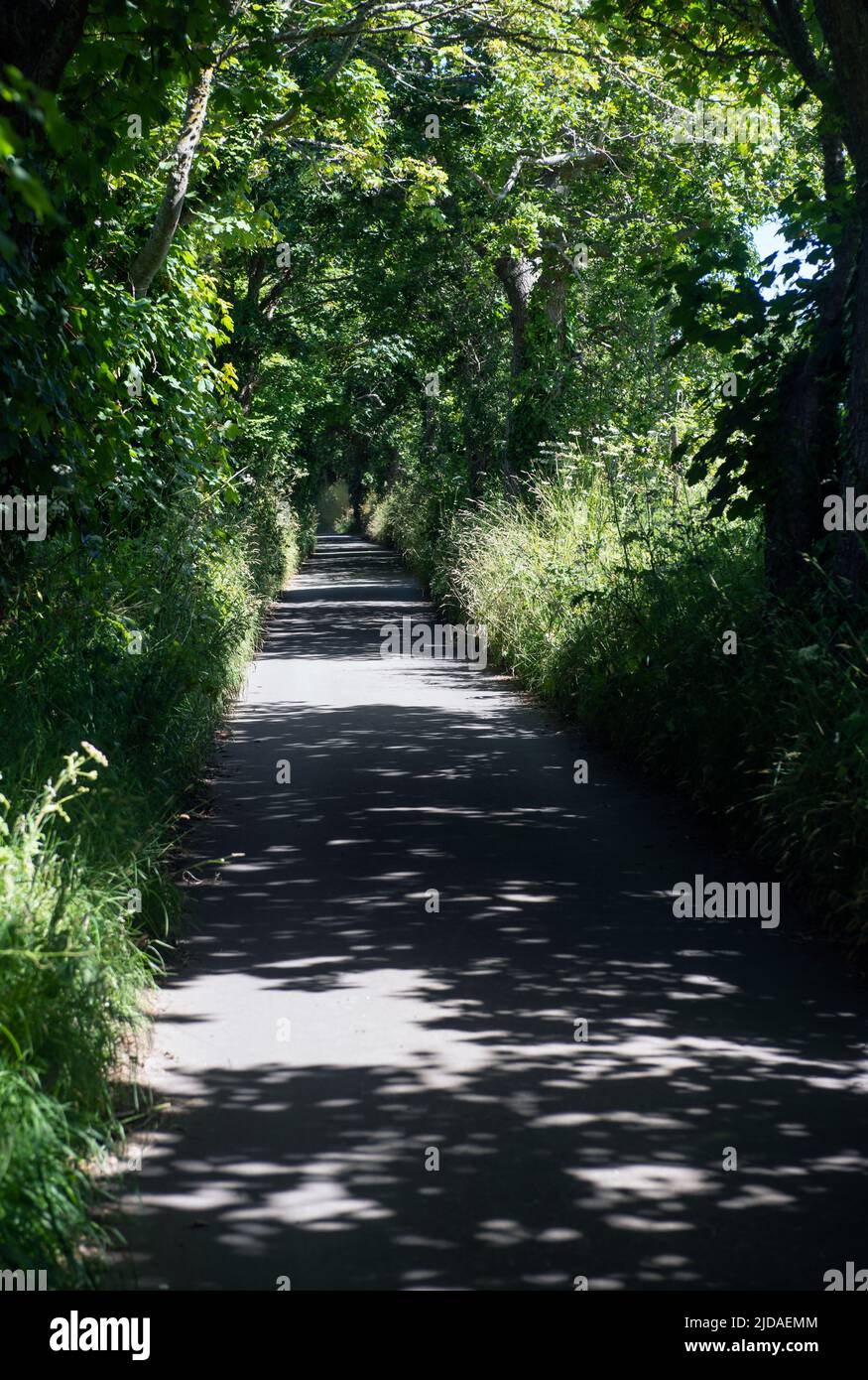 Bewaldete grüne Gasse in St. Lawrence, Jersey Stockfoto