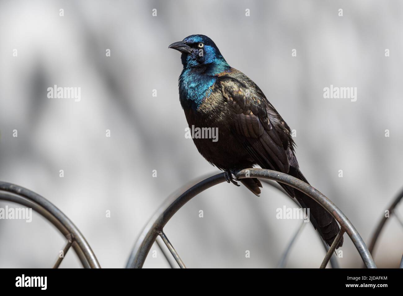 Gemeiner Grackel (Quiscalus quiscula) auf einem Metallzaun Stockfoto