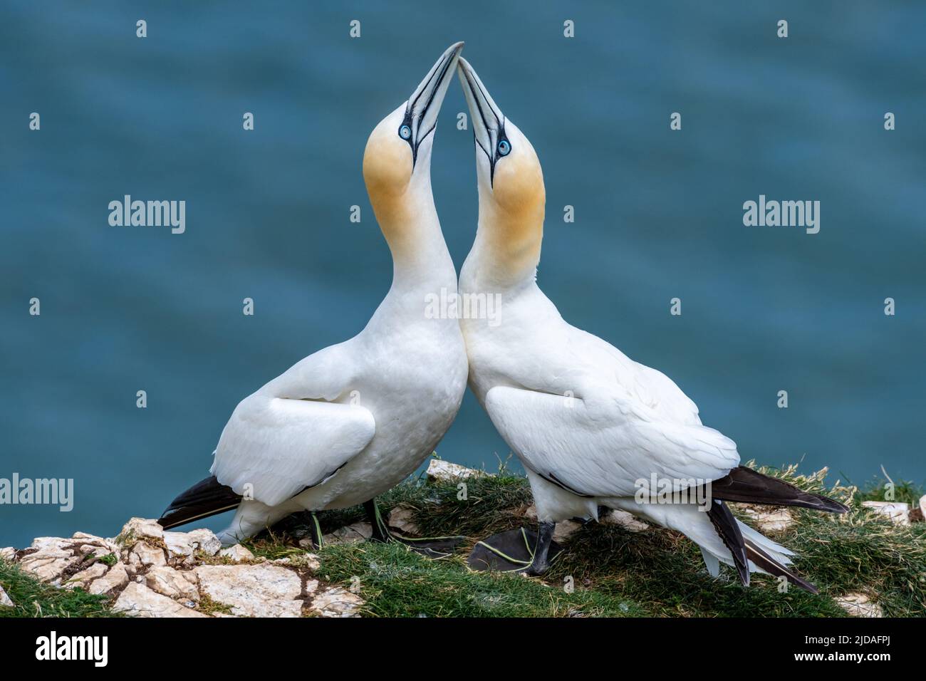 Paar Gannets (Morus Bassanus), die Balzvorführen oder Rituale zeigen, wo sie schnell ihre Köpfe Seite an Seite in unmittelbarer Nähe bewegen. VEREINIGTES KÖNIGREICH Stockfoto