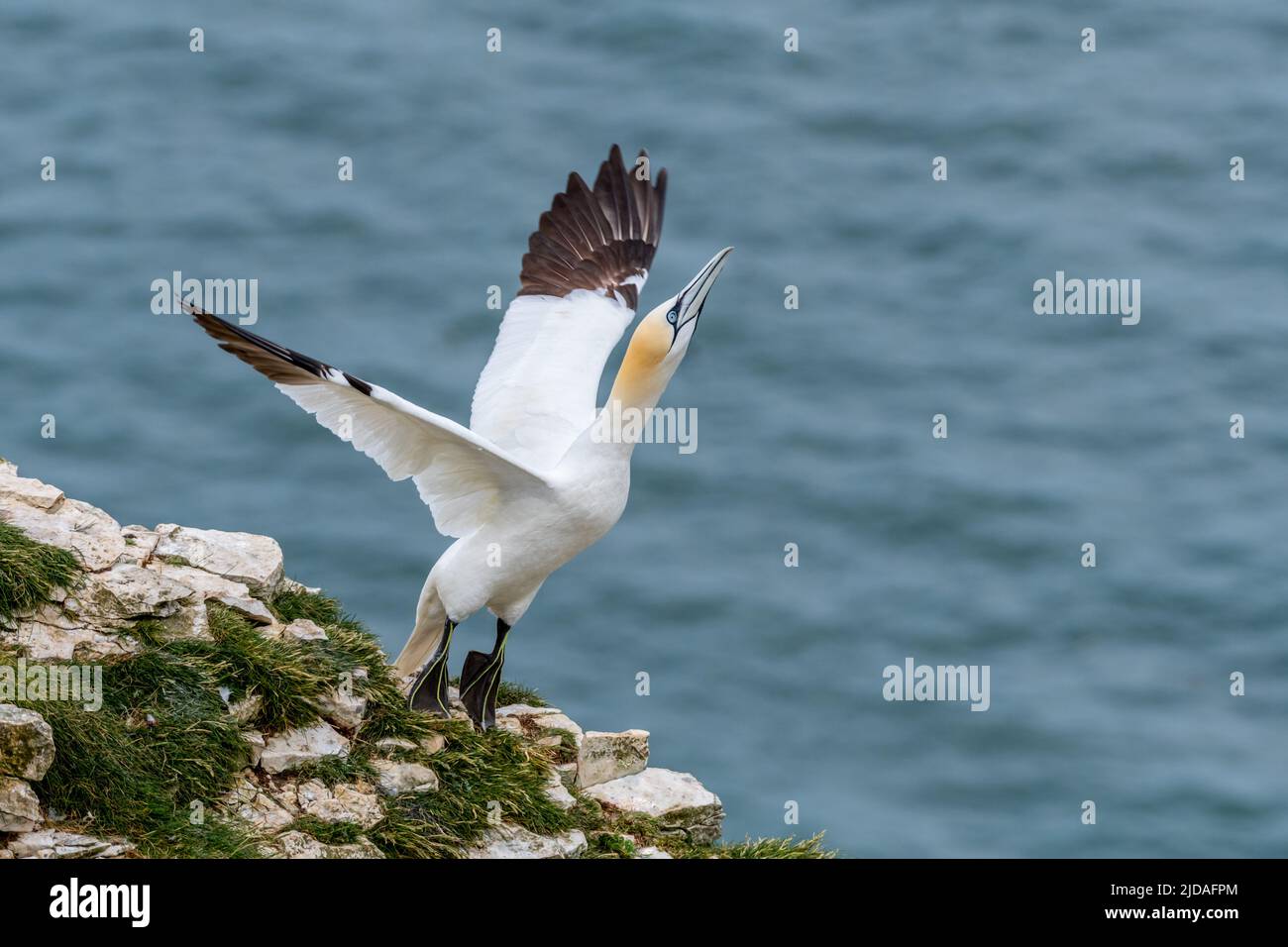 Gannet (Morus Bassanus), der von einer Felswand in den Flug abhebt, RSPB Bempton Cliffs, Großbritannien Stockfoto