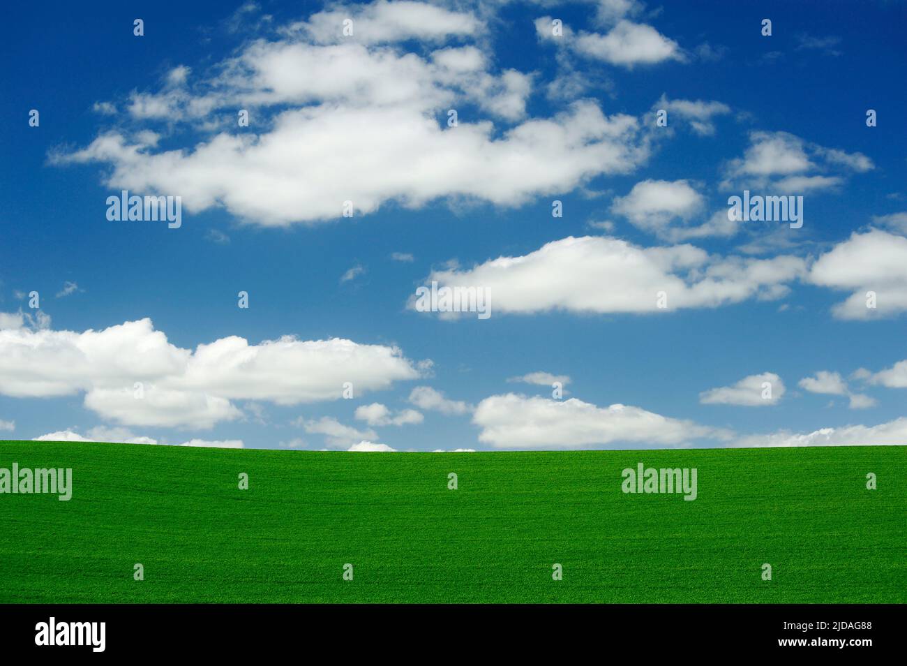 Weidefelder, grüne Pflanzen, die in einer hügeligen Landschaft wachsen. Stockfoto