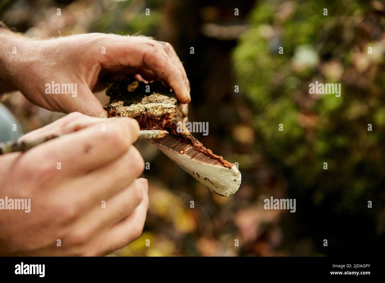 Nahaufnahme eines Mannes, der zur Kultivierung Proben von essbaren Pilzen im Wald entnommen hat Stockfoto