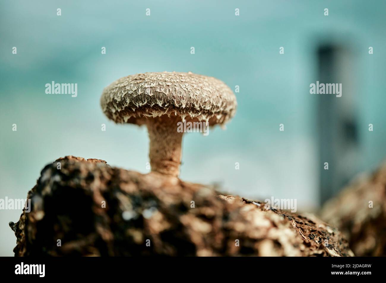 Single Shitake Pilz wächst auf Substrat in Pilzfarm Stockfoto