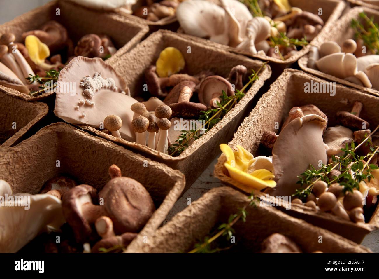 Essbare Pilze in Kartons angeordnet, essbare Pilze in einem Fungarium angebaut. Stockfoto