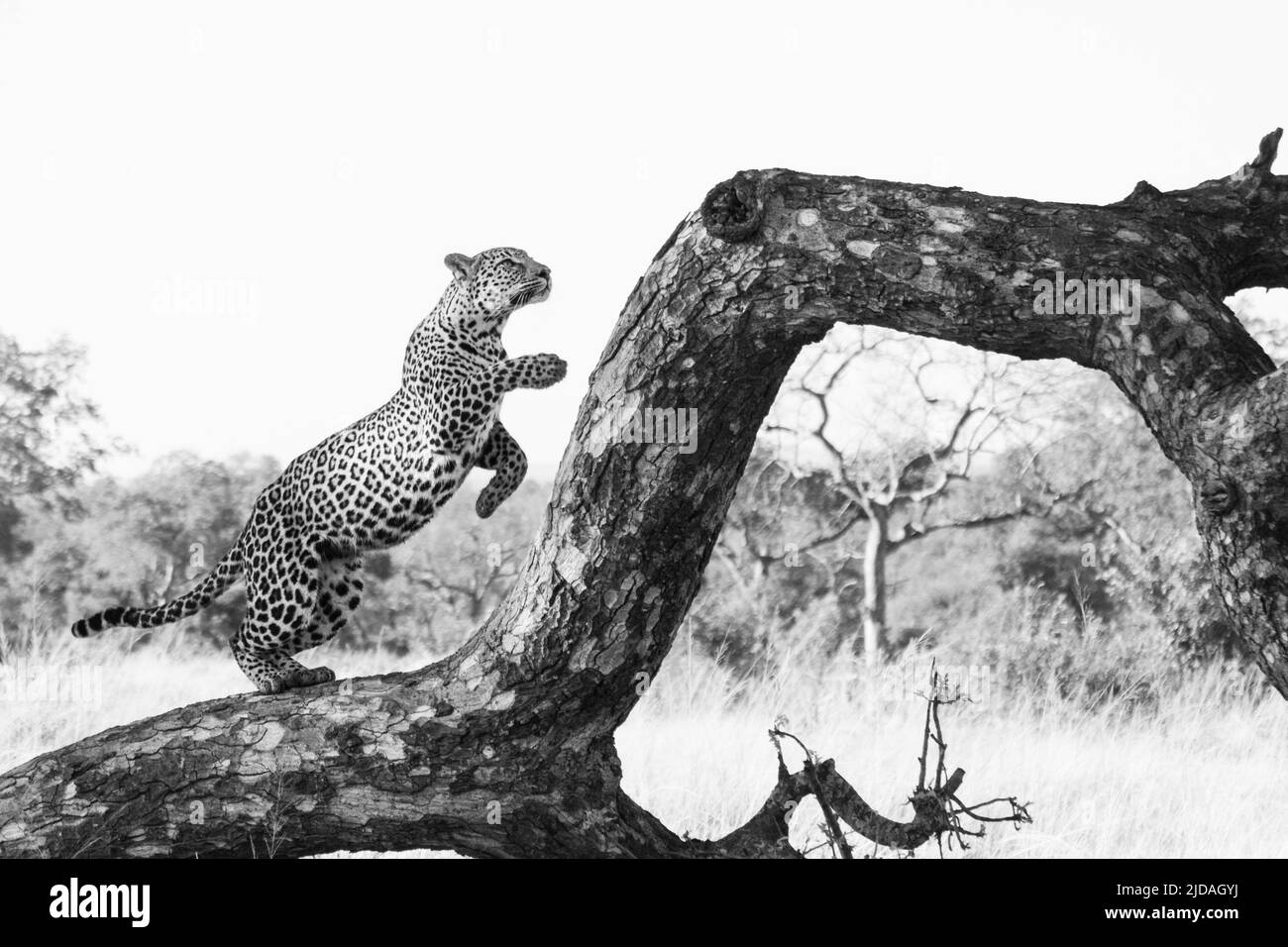 Ein Leopard, Panthera pardus, springt auf einen toten Baum, in schwarz und weiß. Stockfoto