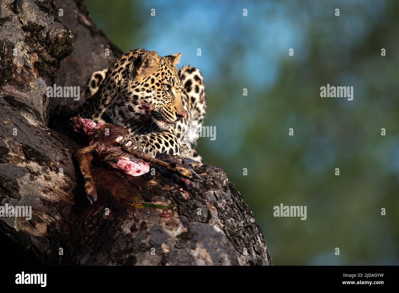 Ein Leopard, Panthera pardus, sitzt mit seinem Kill in einem Baum und schaut aus dem Rahmen Stockfoto