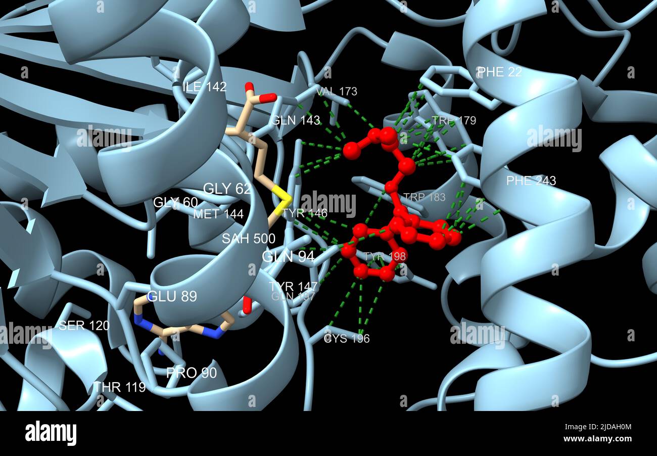 Histamin-Methyltransferase wird mit dem Antihistaminikum Diphenhydramin (rot) komplex. 3D Zeichentrickmodell mit beschrifteten wechselwirkenden Rückständen, PDB 2aot Stockfoto