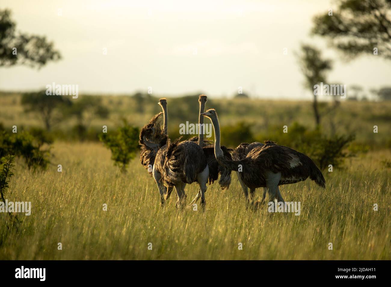 Drei Strauße, Struthio camelus, stehen im Abendlicht zusammen Stockfoto