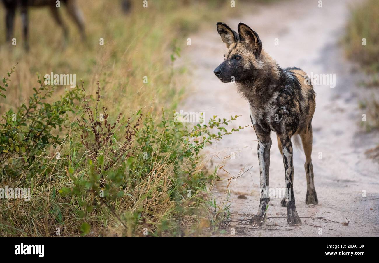 Ein wilder Hund, Lycaon pictus, steht auf einem Feldweg und blickt aus dem Rahmen. Stockfoto