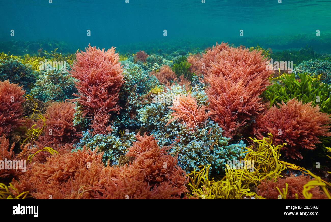 Algenfarben unter Wasser im Ozean, atlantische Algen, Naturszene, Spanien Stockfoto