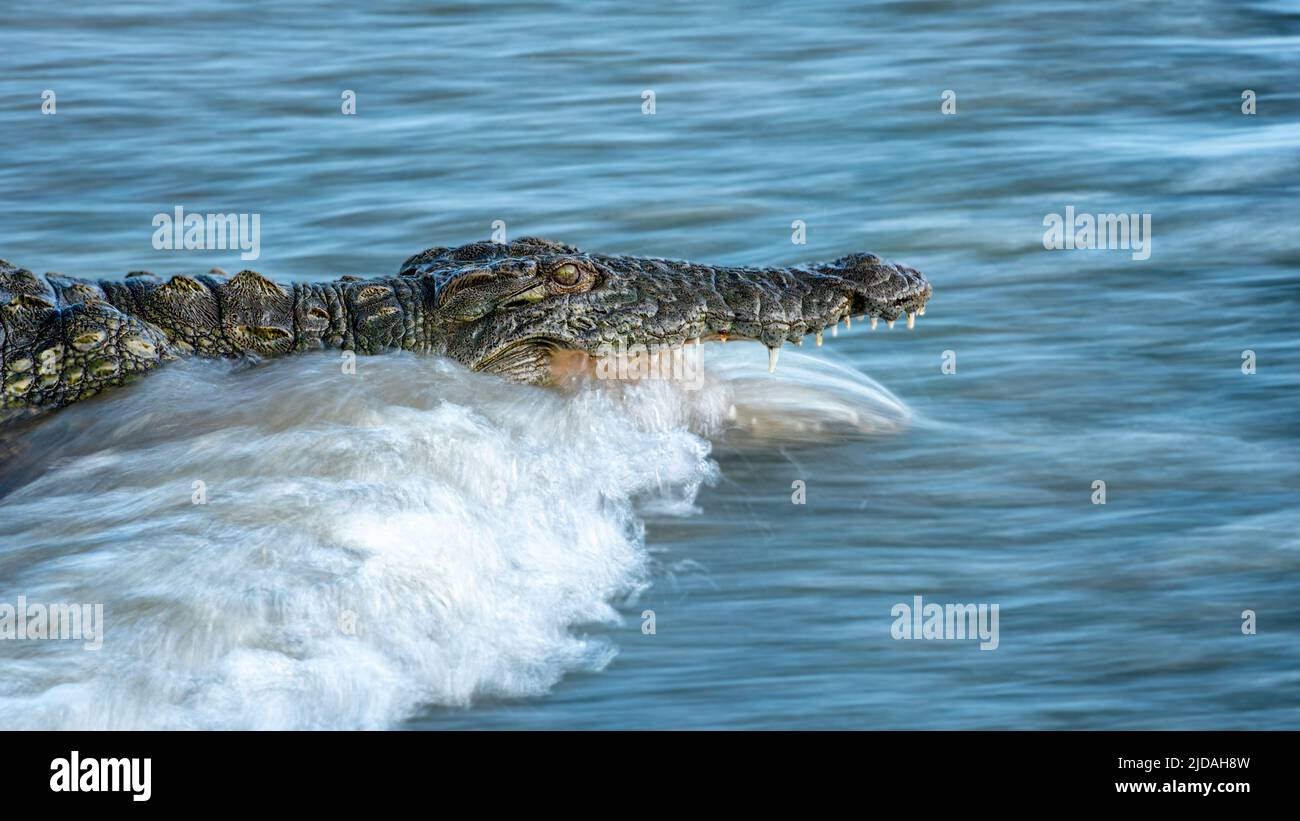 Das Krokodil, Crocodylus niloticus, öffnet seine Mündung, während es sich in einem Fluss befindet Stockfoto