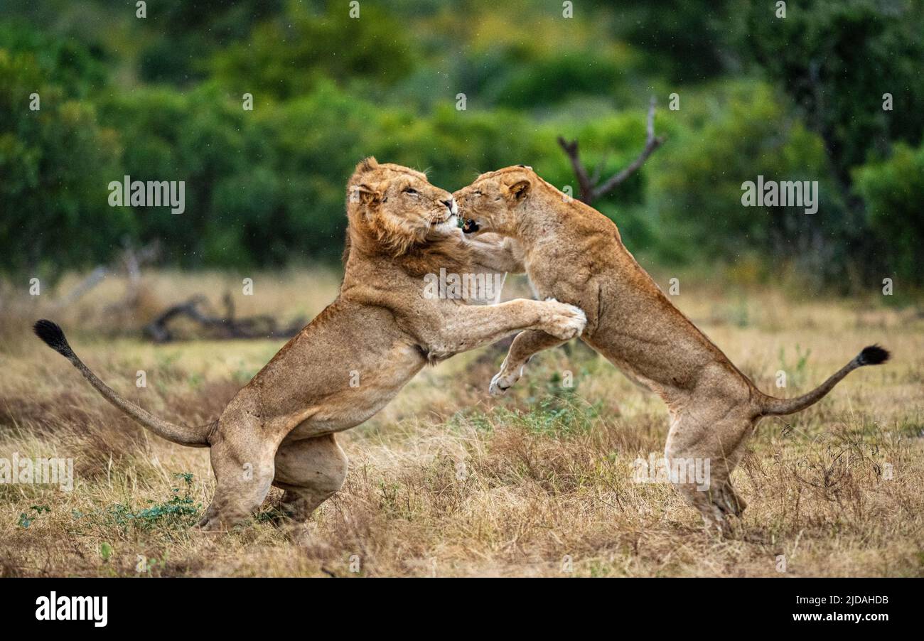 Zwei Löwen, Panthera leo, kämpfen gegeneinander Stockfoto