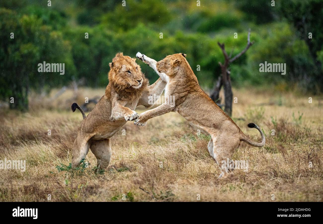 Zwei Löwen, Panthera leo, kämpfen gegeneinander Stockfoto