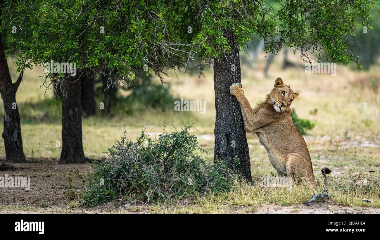 Der junge männliche Löwe, Panthera leo, kratzt an einem Baum Stockfoto