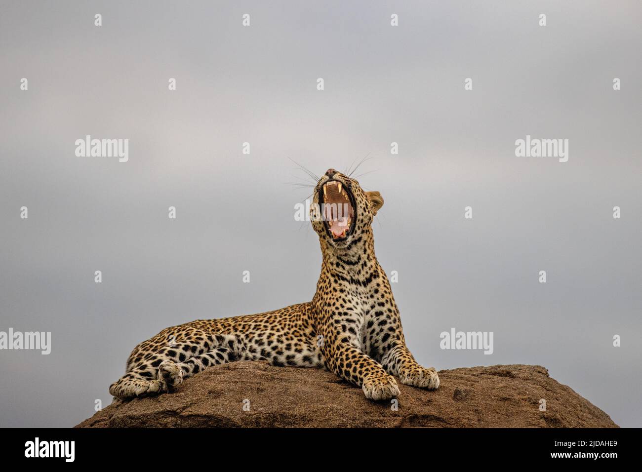 Ein Leopardenweibchen, Panthera pardus, gähnt und streckt sich auf einem Felsen liegend Stockfoto